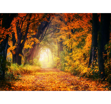 Wald Fototapete Herbst bunt - TenStickers