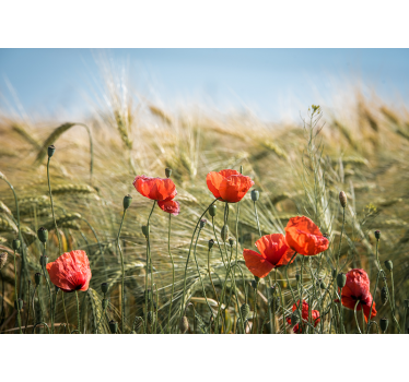 Natur Fototapete Mohn im sommerweizen - TenStickers