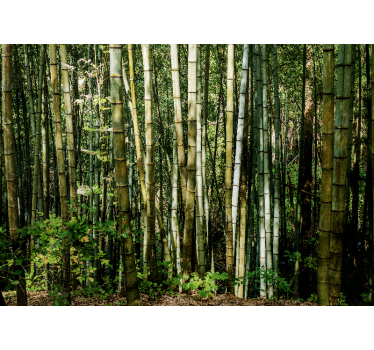 Fototapete bambus landschaft im bambushain - TenStickers