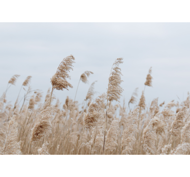Natur Fototapete Pampasgras bei bewölktem tag - TenStickers