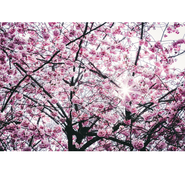 Fototapete Baum kirschblüte - TenStickers