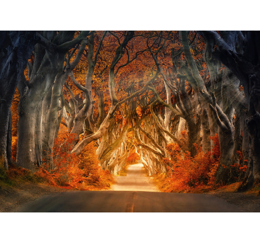 Herbst Sonnenaufgang Wald Fototapete - TenStickers
