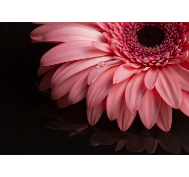 Rosa blume Fototapete - TenStickers
