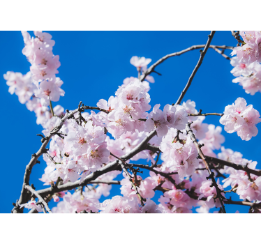 Kirschbaum Landschaft Fototapete - TenStickers