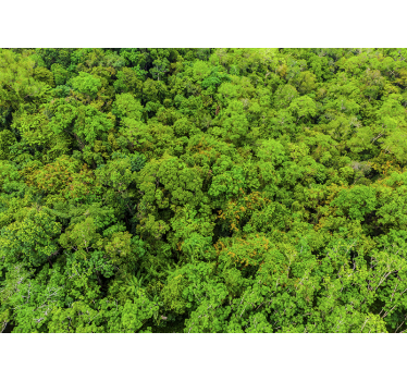 Luftbild Wald Landschaft Fototapete - TenStickers