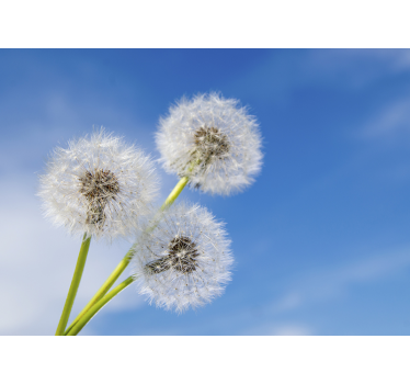 Fototapete mit drei Pusteblumen - TenStickers