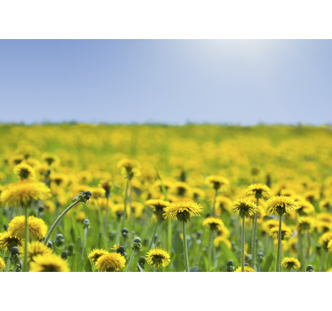 Gelbes Löwenzahnfeld Blumen Fototapete - TenStickers