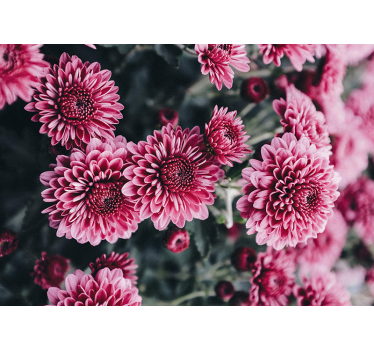 Schöne rosa Blumen Fototapete - TenStickers