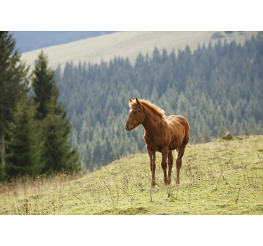 Wald Fototapete mit Pferd - TenStickers
