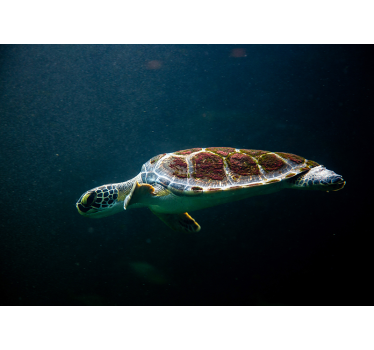 Fototapete Meer Schwimmende Schildkröte - TenStickers