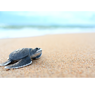 Kleine Schildkröte auf weißem Strand Fototapete - TenStickers
