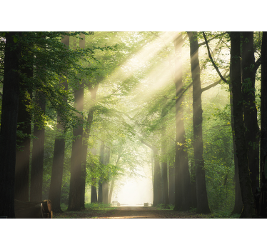 Fototapete natur sonne zwischen baumstämmen - TenStickers