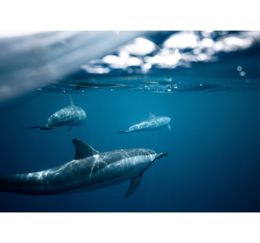 3D Fototapete Delfine schwimmen - TenStickers