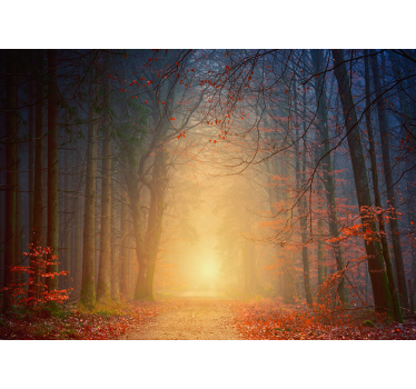 Natur Fototapete Heller wald - TenStickers