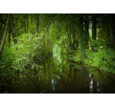 Natur Fototapete Niederländischer wald mit fluss - TenStickers