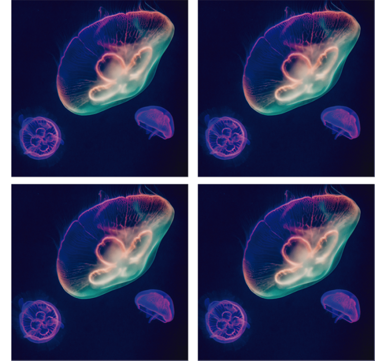 Untersetzer Fisch Bunte Quallen - TenStickers