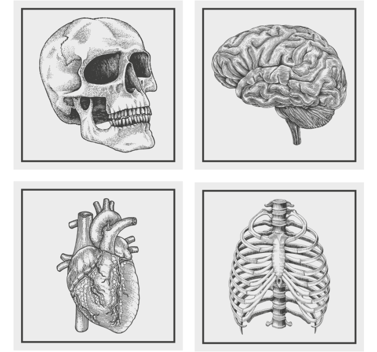 Untersetzer geek anatomisches schädel gehirn herz skelett - TenStickers