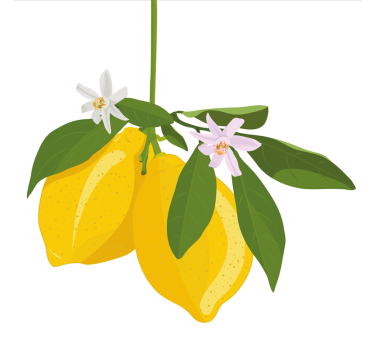 Poster küche zitronenbaum - TenStickers
