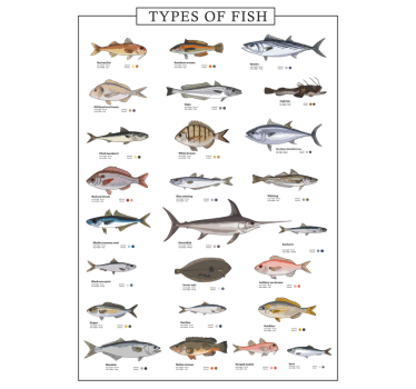 Fische-poster - TenStickers
