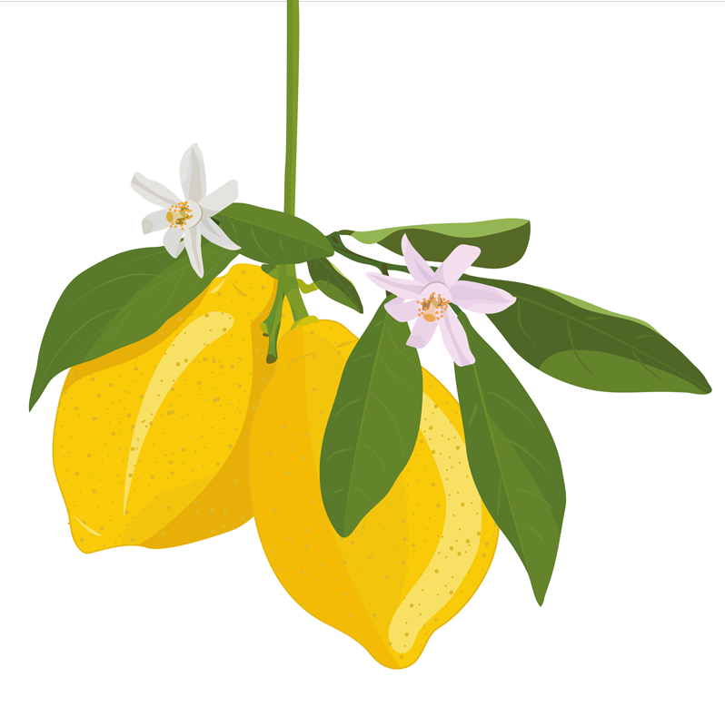 Poster küche zitronenbaum - TenStickers