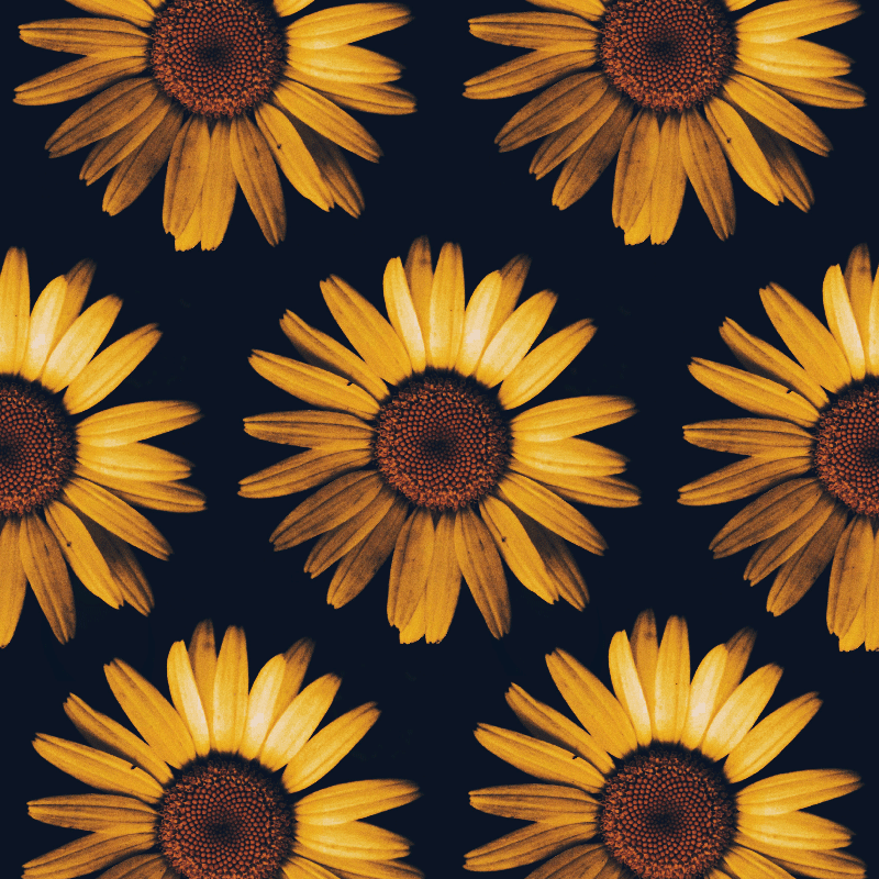 Poster wohnzimmer sonnenblume gelb - TenStickers