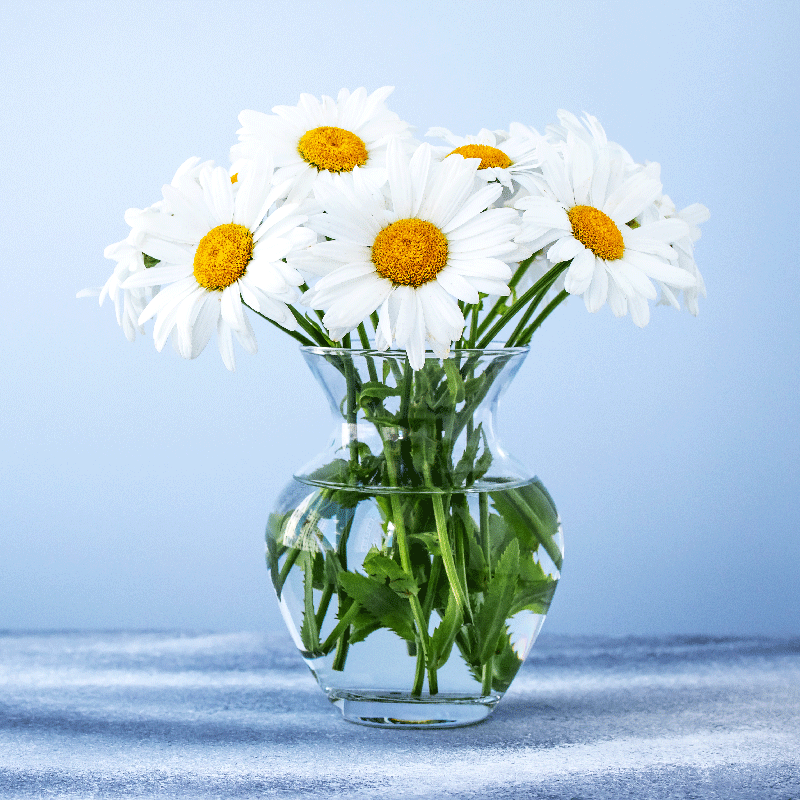 Poster wohnzimmer gänseblümchen in glasvasen - TenStickers