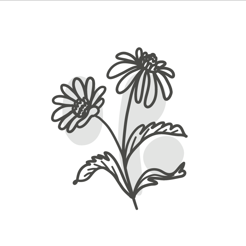 Poster wohnzimmer linie art design mit gänseblümchen - TenStickers