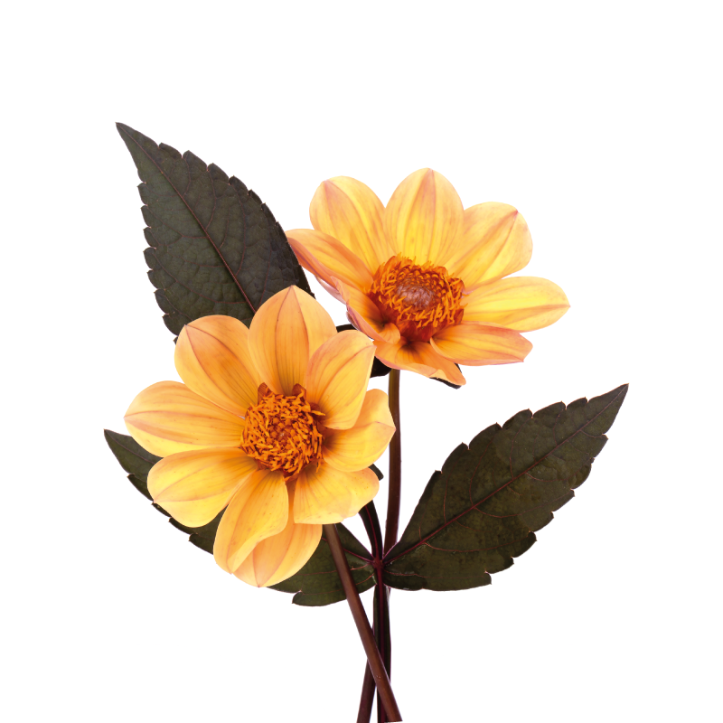 Poster blumen und pflanzen mit zwei blumen - TenStickers