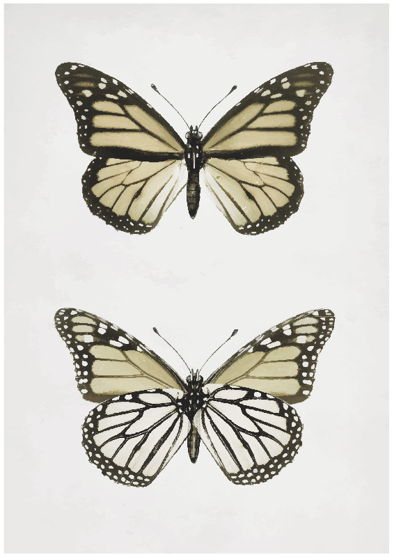 Vintage schmetterling posterdruck - TenStickers