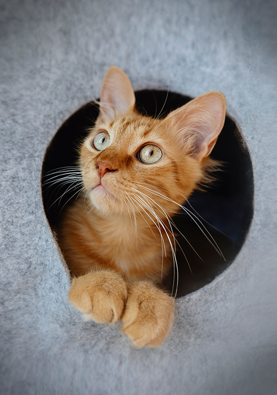 Spähendes katzenposter-druckdesign - TenStickers