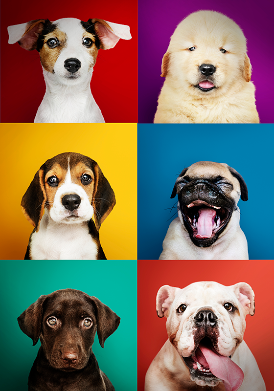 Hundewelpen-poster-print-design - TenStickers