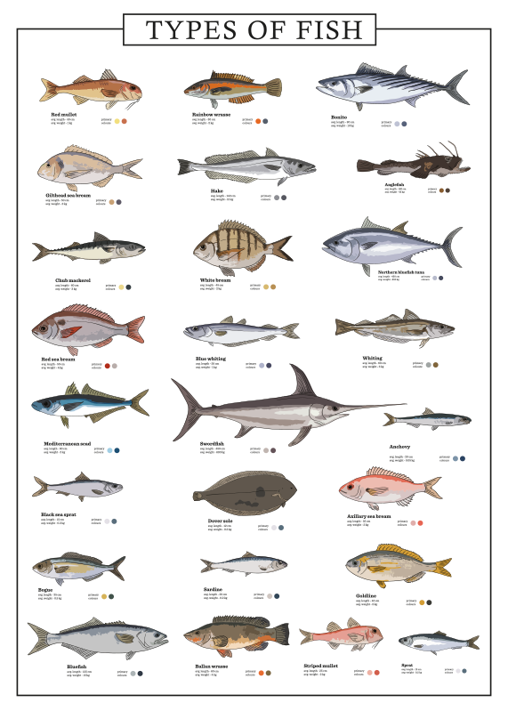 Posterdruck mit verschiedenen Fischen - TenStickers