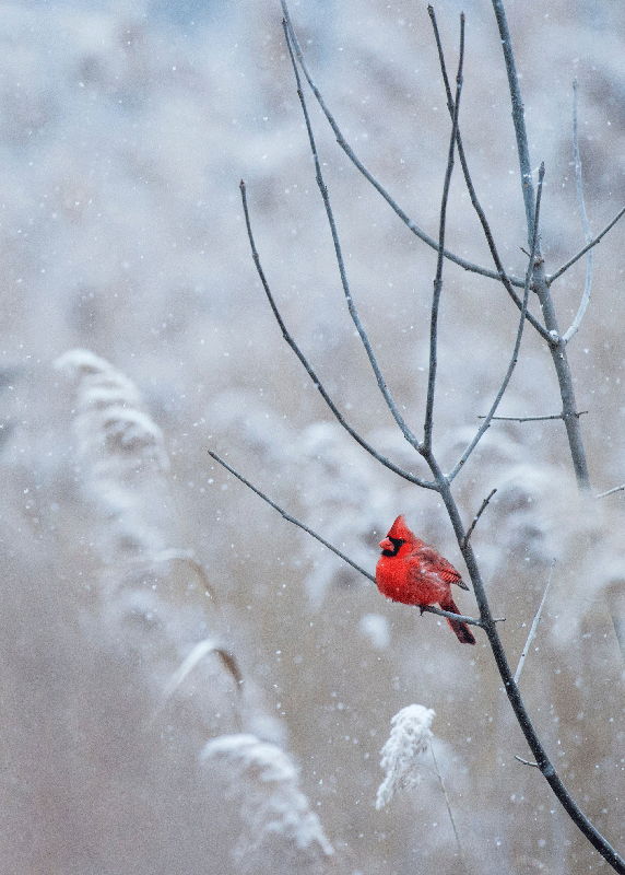 Weihnachtsvogel-plakatdruck - TenStickers