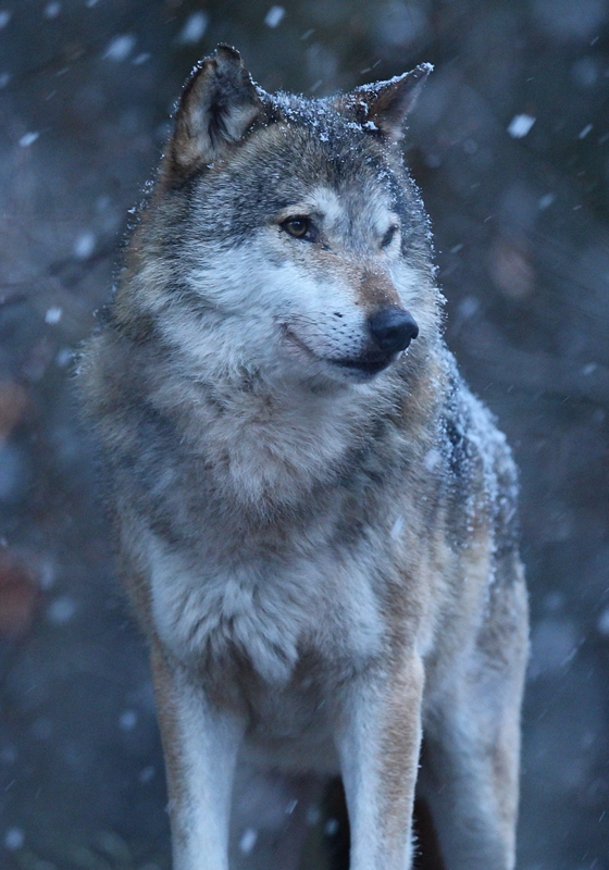Wolf im schnee tierposter - TenStickers