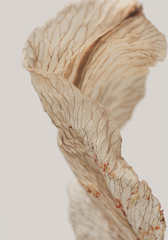 Minimalistisches Poster makrofoto eines blattes - TenStickers