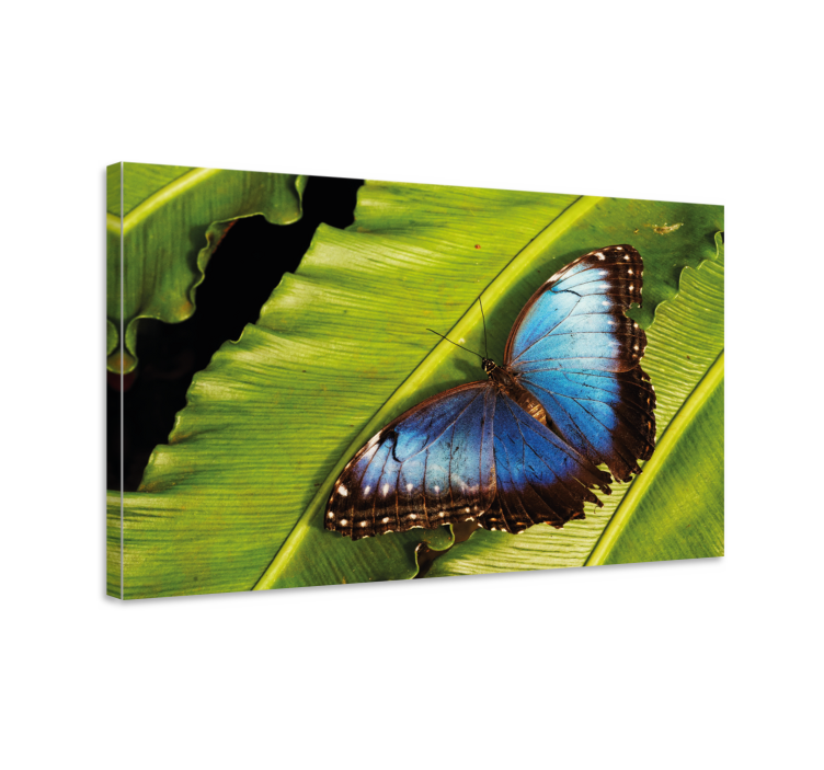 Wandbild schmetterling auf blatt - TenStickers