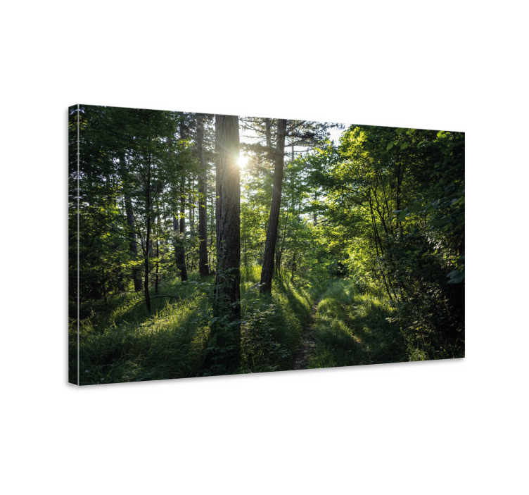 Wandbilder landschaft illuminierten waldweg - TenStickers