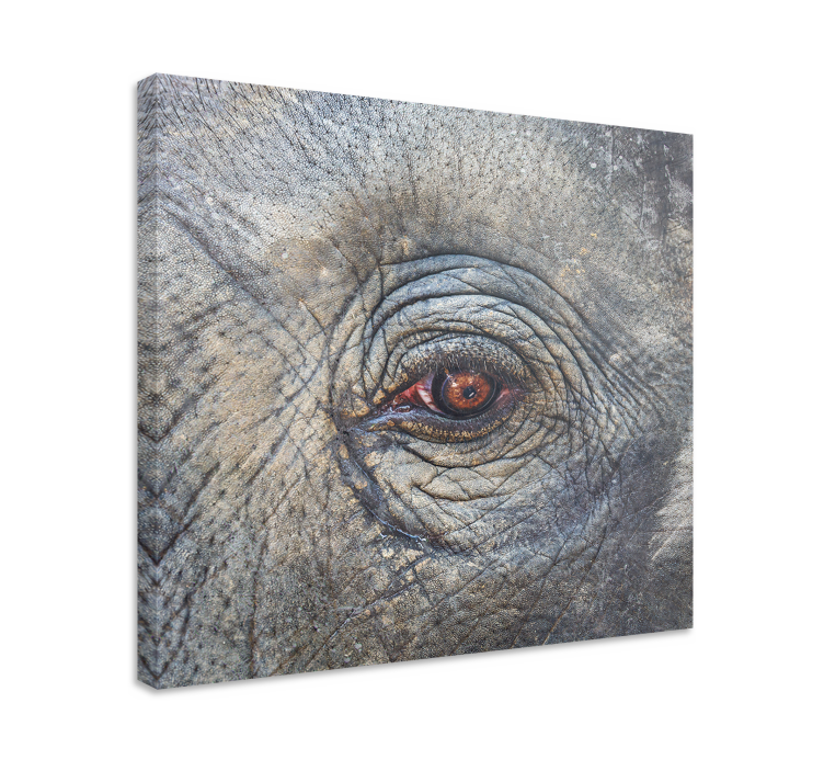 Wandbild Elefant Elefant hautnah - TenStickers