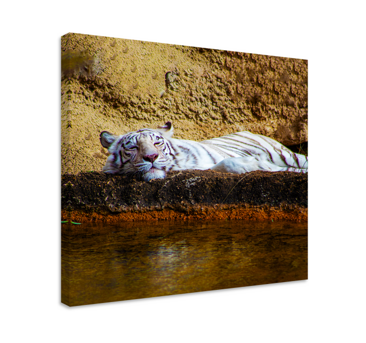 Wandbild tier schlafender weißer tiger - TenStickers