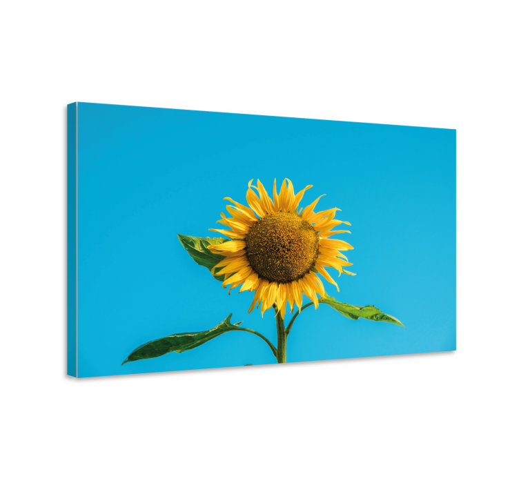 Leinwandbild strahlende sonnenblume blüte - TenStickers