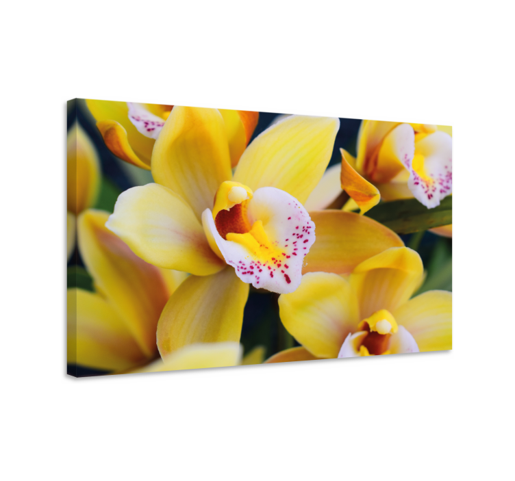 Leinwandbild mit lebhaften orchideenblüten - TenStickers