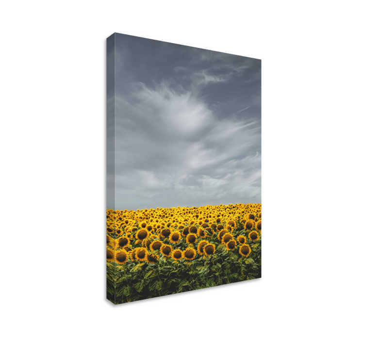 Leinwandbild Blume Langes sonnenblumenfeld - TenStickers