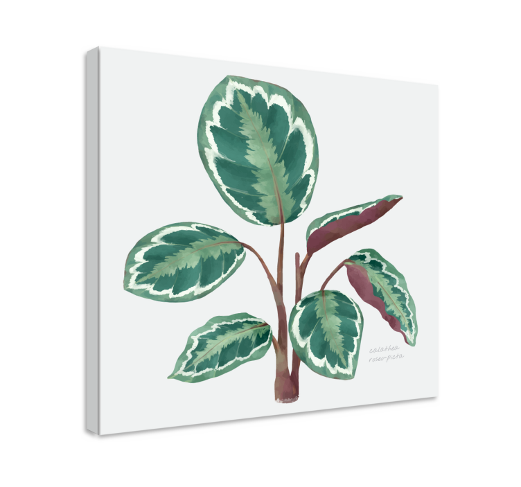 Leinwand Pflanzen Calathea-pflanze - TenStickers