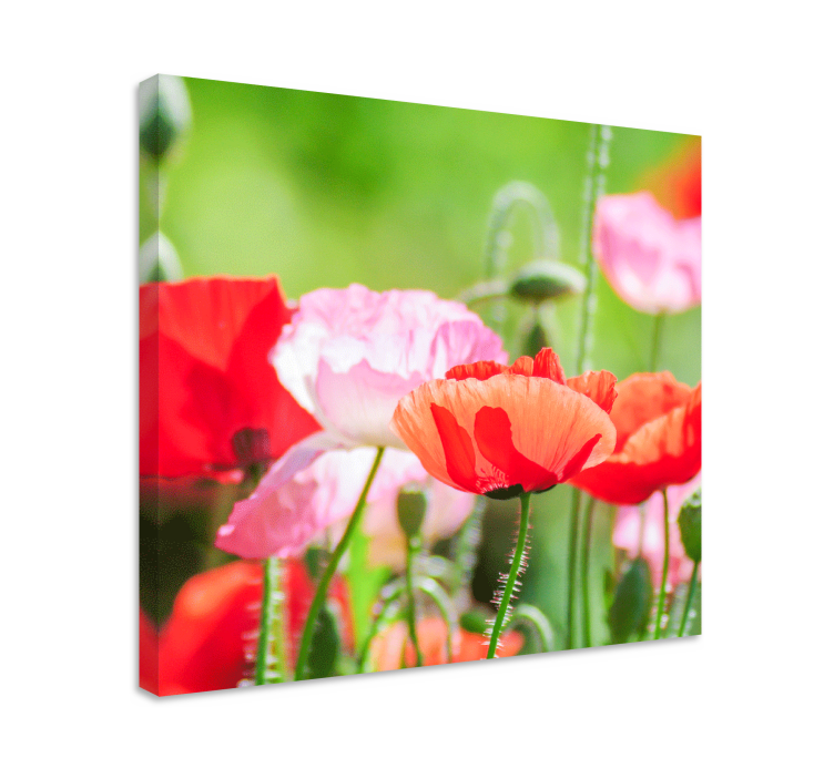 Leinwandbild buntes mohnblumen-cluster - TenStickers