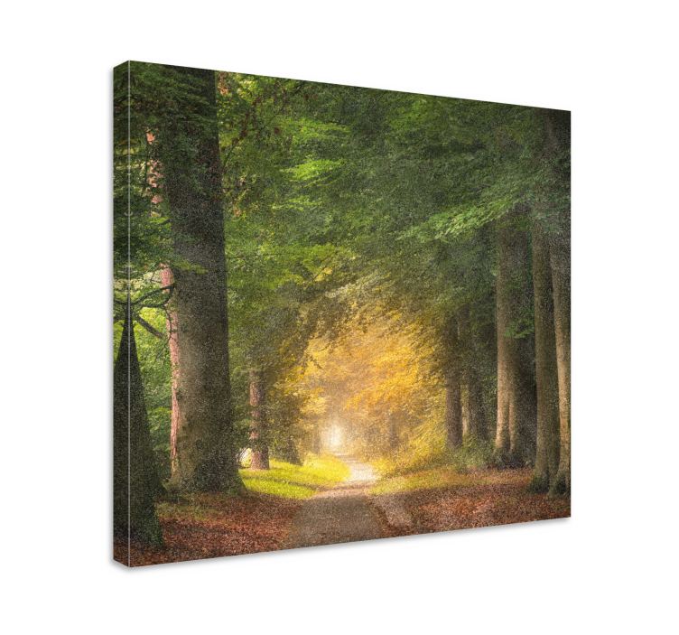 Wandbilder landschaft waldweg der ruhe - TenStickers