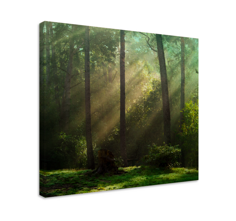 Wandbild baum strahlendes waldlandschaft - TenStickers