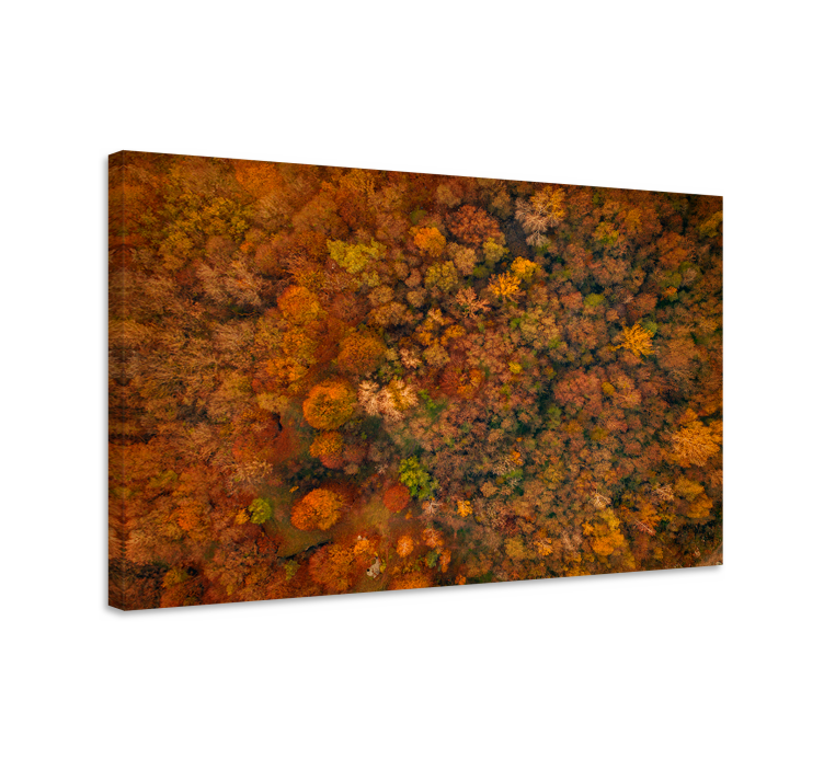 Wandbild baum herbstwald-dach - TenStickers