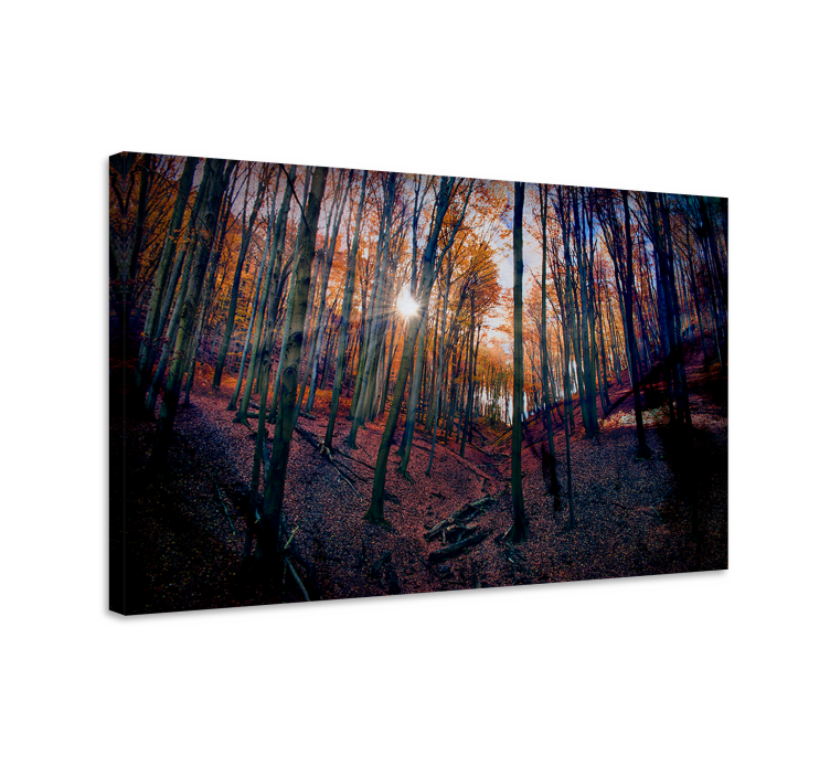 Wandbilder landschaft herbstwald leuchten - TenStickers