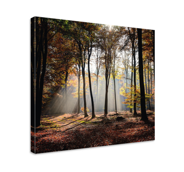 Wandbilder landschaft lichtstrahlen im wald - TenStickers
