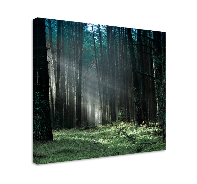 Wandbild Baum mystisches waldlicht - TenStickers